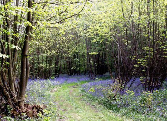 A forest path lined with green-leaved trees and a carpet of bluebells, with sunlight filtering through the branches.