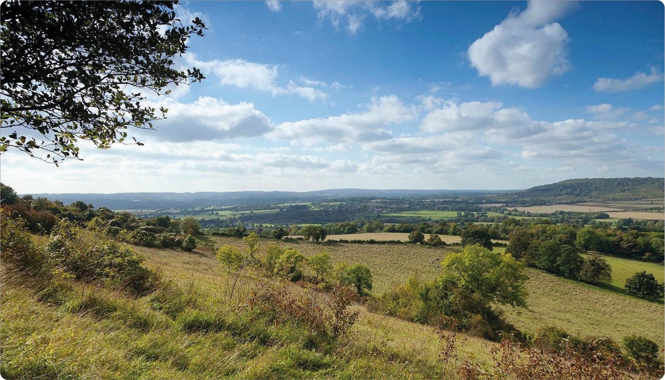 A wide view of rolling green hills with scattered trees under a partly cloudy sky, with a large tree branch in the upper left corner.