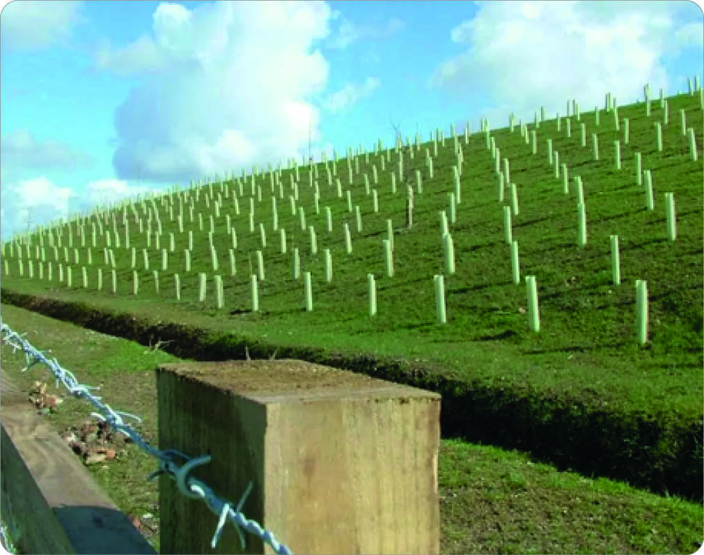 Green hillside with evenly spaced white tree planting tubes, gentle slope towards a fence with barbed wire, blue sky with scattered clouds.