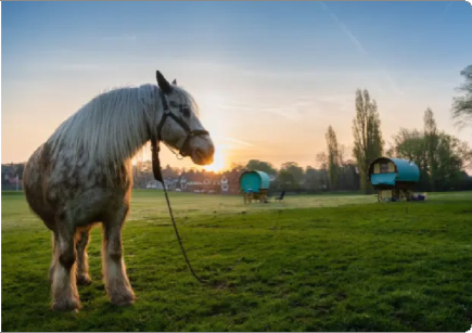 A large, shaggy white pony with a bridle stands on a grassy field at sunset, with colorful teardrop-shaped trailers in the background and trees lining the horizon.